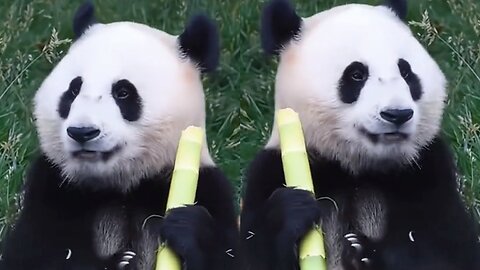 Cute giant panda