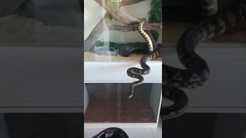 Snake Bite - Darwin Carpet Python Striking - Hit Subscribe for more