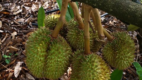 ទុរេអតិថិជន EXM - Khmer Durian