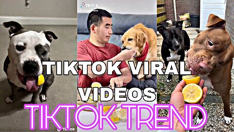 Dog eating Lemon Challenge | TikTok viral | TikTok trending videos | video #4