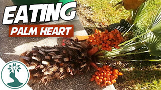 Preparing and Eating Palm Heart - Swamp Cabbage