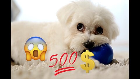 500$ dog OMG