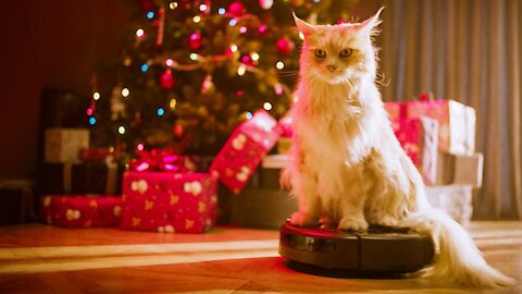 Funny Cats vs Christmas trees 2020