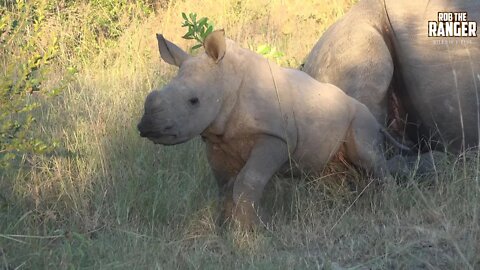 Lovely White Rhino Calf Playing In Africa | Endangered Species Spotlight