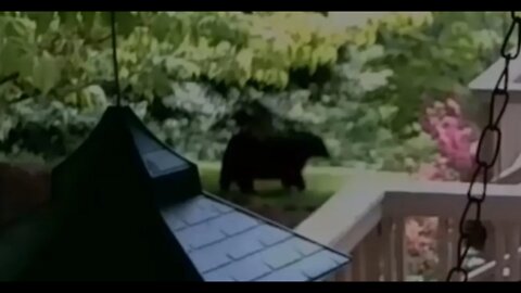 Beaverdam Bear Sow with her Cubs walking by in Ashville NC