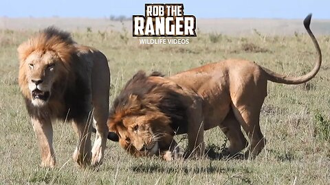Lion Brothers On the Move | Lalashe Maasai Mara Safari