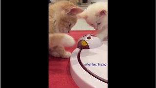 Curious kittens fascinated by new cat toy