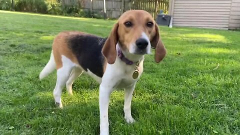 Meet Willow, 1 of the 4,000 beagles recently rescued from a breeding facility in Virginia