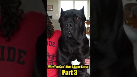 Why You CAN'T Own a Cane Corso Pt. 3