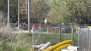 Male Hawk goes hunting