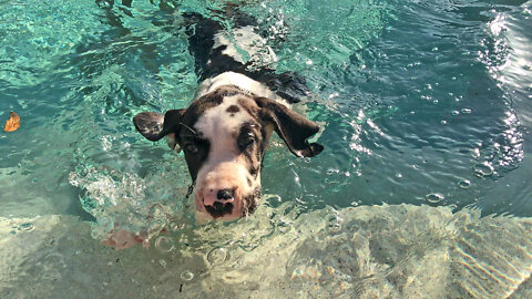 Great Dane Puppy Enjoys His First Swim In The Pool