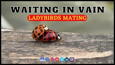 Official Waiting in Vain - Ladybugs/Ladybirds - Mating ❤️