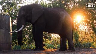 Elephant Bull At Sunset | Kruger National Park