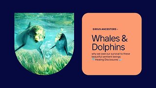 Dolphins and Whales have been in service to this planet for Thousands of years