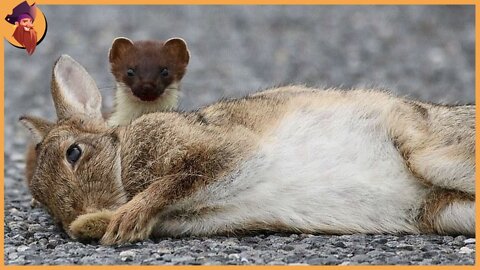 The Hunting Process And Lifestyle Of Stoats