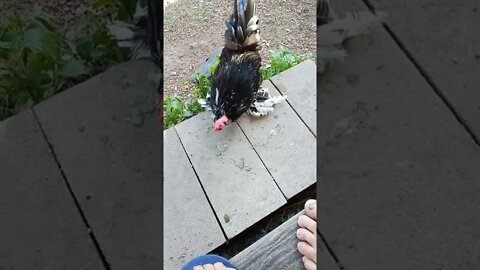 Rooster loves Grapes