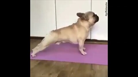 A dog doing yoga and stretching exercises after we have taken a brisk walkvideo