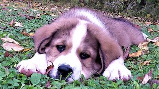 Exhausted Puppy Flops Down For A Nap After Playtime With Brothers And Sisters