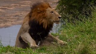Big male lion takes unexpected tumble down riverbank