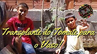 Transplante das MUDAS DE TOMATE para o VASO! #diygarden #hortaorganica #tomate