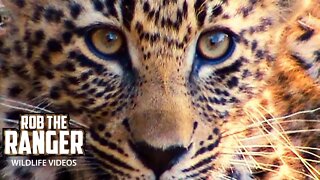 Leopard Family Finishing A Meal | Archive Leopard Footage