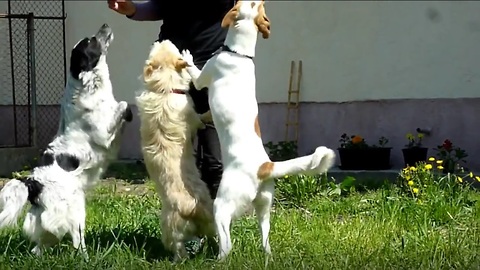Homeless Dogs Happy And Jumping For Joy After Being Rescued