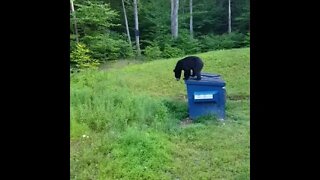 Booboo Bear raiding my garbage