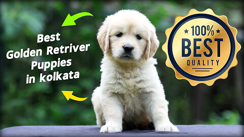 BEST GOLDEN RETRIVER PUPPIES IN KOLKATA | COMPLETLY KCI REGISTERED | SENTRIVER'S KENNEL : 8697849973