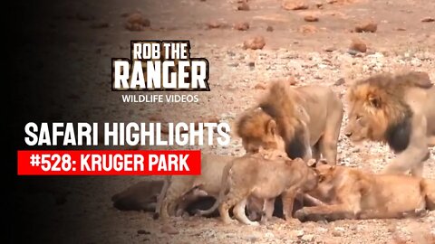 Safari Highlights #528: 11th & 12th November 2019 | Kruger National Park | Latest Wildlife Sightings