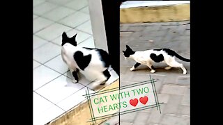 This Adorable Cat Carrying Two Heart One Inside The Body Another Outside