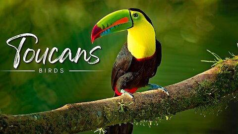 Toucan _ One Of The Most Unique Birds On Earth _ Facts _ Animals