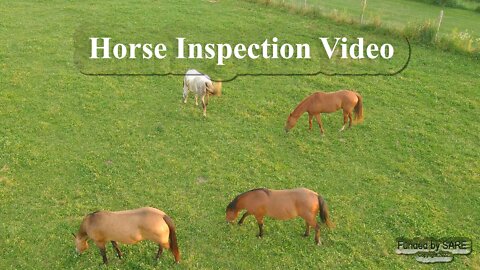 Horse Management Video
