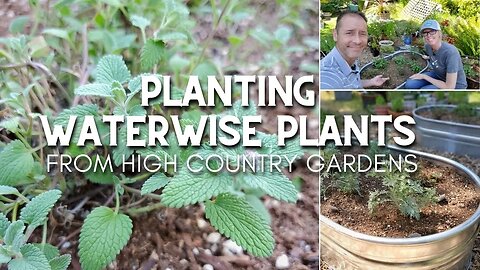 Planting Waterwise Plants 💦 From High Country Gardens 🚿