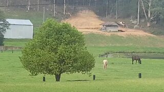 The horses at the beginning of a downpour with some thunder Part I