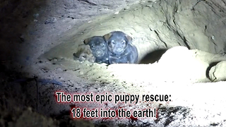 Animal Rescuers Climb 18 Feet Down A Cave To Rescue A Litter Of Puppies