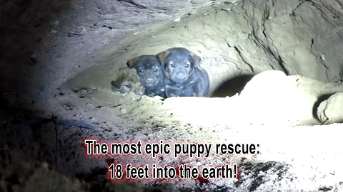Animal Rescuers Climb 18 Feet Down A Cave To Rescue A Litter Of Puppies