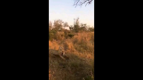 Leopard Outsmarts Hyena