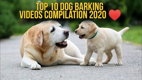 TOP 10 dog barking videos compilation 2016