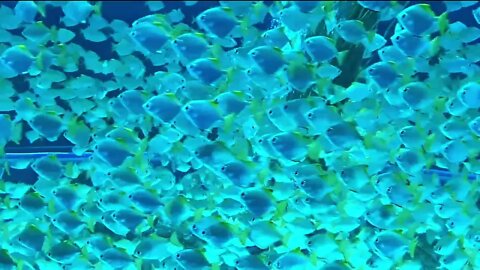 {ASMR} Blue Fish Aquarium Underwater- 1 Hour Ambience Tingle Sounds Sleep Relax Study (NO TALKING)