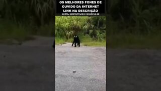 Macaco bravo com a câmera