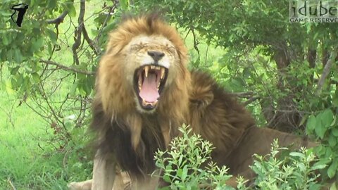 Big Lion With A Mouthful of Fangs
