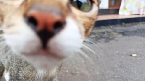 Sweet cat kisses the camera