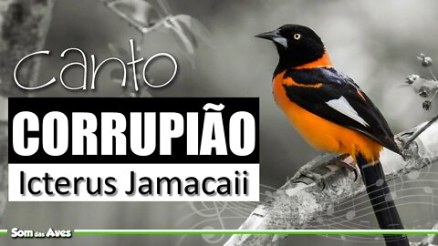 🍀A Incrível Habilidade do CORRUPIÃO Cantador🎼