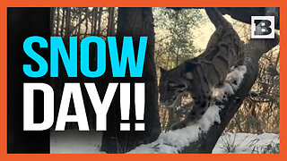 Snow Day!! Clouded Leopard Has a Snowy Romp