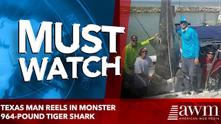 Texas man reels in monster 964-pound tiger shark