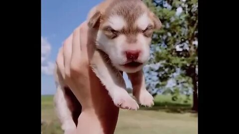 So small yet so vocal very cute puppy