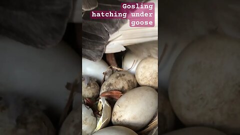 Gosling hatching under mother goose ❤️ #pilgrimgeese #gosling