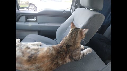 Precious Pussycat Show Truck Cat.