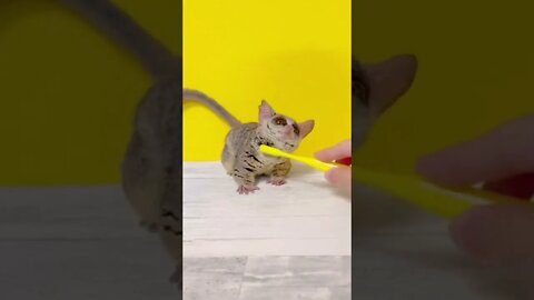 Must Viewed - Galago make your day (animals, memes, funny, cute, tiktok, funny video #shorts
