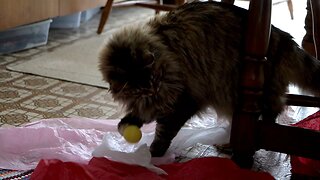 Leia Playing With a Ball in Paper